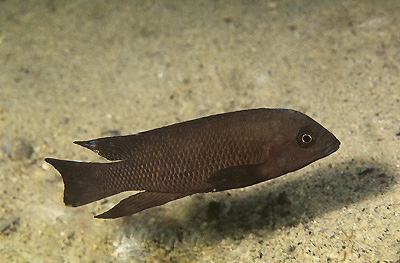 Neolamprologus petricola 'Cape Tembwe'